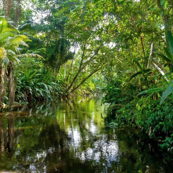 The Amazon Rainforest
