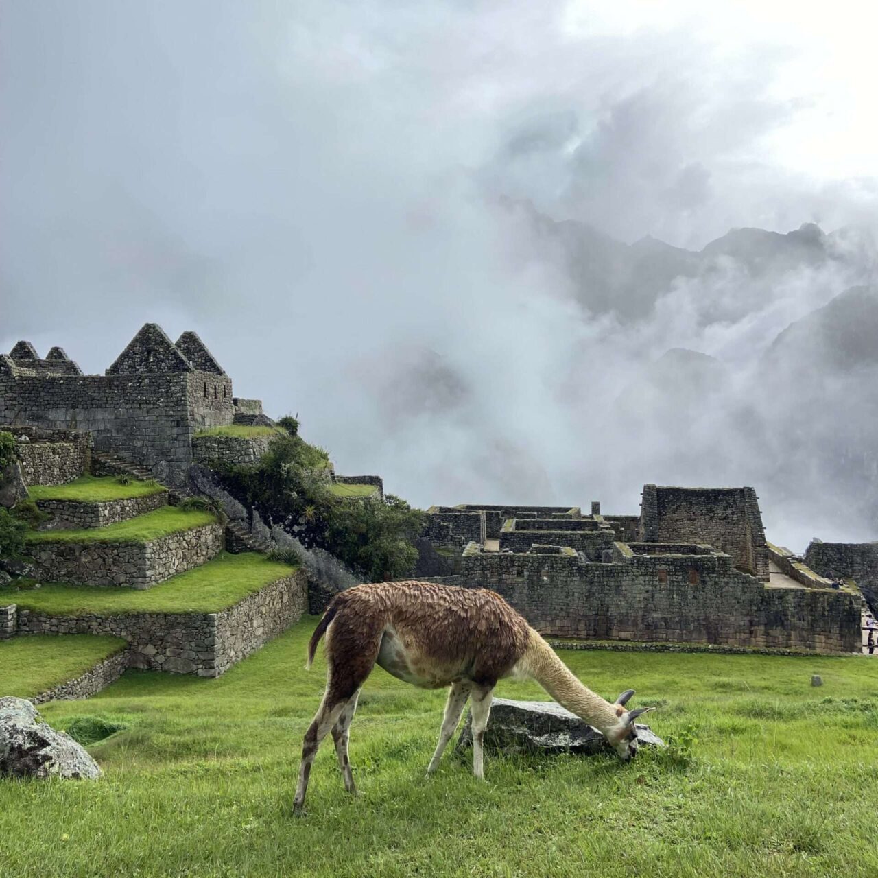 Unique Wildlife